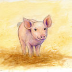 Vom kleinen Schwein, das sich nicht schmutzig machen will