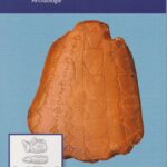 Die Kunde Band 70/2019