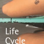 Life Cycle